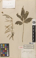 Holotype of Cleome parviflora Kunth [family CLEOMACEAE]