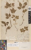 Lectotype of Rubus saxatilis L. var. canadensis Michx. [family ROSACEAE]