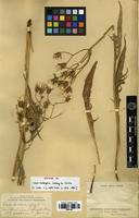 Isotype of Crepis barbigera Leiberg ex Coville [family ASTERACEAE]