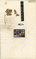 Type of Vitis bryoniaefolia Bunge [family VITACEAE]