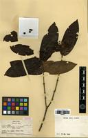 Isotype of Ixora myrtifolia A.C.Sm. [family RUBIACEAE]