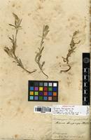 Isolectotype of Dicoma lanuginosa DC. [family ASTERACEAE]