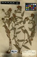 Filed as Centaurea hyrcanica Bornm. [family ASTERACEAE]