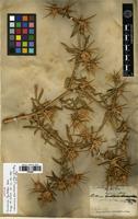 Syntype of Centaurea hyalolepis Boiss. [family ASTERACEAE]