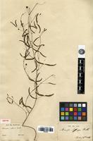 Isotype of Mimosa diffusa Benth. [family MIMOSACEAE]