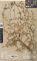 Type? of Absinthium divaricatum Fisch. ex Besser [family ASTERACEAE]