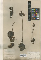 Filed as Bergenia purpurascens (Hook.f. & Thomson) Engl. [family SAXIFRAGACEAE]