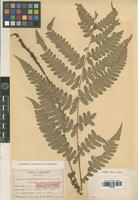Isolectotype of Diplazium dimorphophyllum Koidz. [family PTERIDOPHYTA]