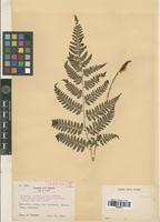 Isotype of Athyrium wardii (Hook.) Makino var. inadae Tagawa [family PTERIDOPHYTA]