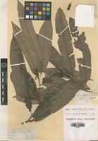 Isotype of Knema erratica (Hook. f. & Thomson) J. Sinclair [family MYRISTICACEAE]