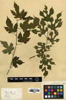 Filed as Morus australis Poir. [family MORACEAE]