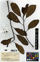 Type of Degeneria vitiensis I.W.Bailey & A.C.Sm. [family DEGENERIACEAE]