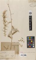 Type of Echinops dichrous Boiss. & Hausskn. [family ASTERACEAE]
