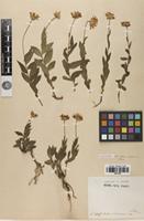 Syntype of Aster colchicus Albov [family ASTERACEAE]