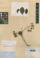 Type? of Neea jamaicensis Griseb. [family NYCTAGINACEAE]