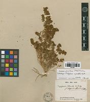 Isolectotype of Dysphania myriocephala Benth. [family ILLECEBRACEAE]