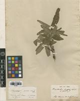 Type? of Dorystaechas hastata Boiss. & Heldr. ex Benth. [family LAMIACEAE]