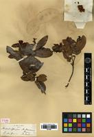 Type? of Arctostaphylos andersonii A.Gray [family ERICACEAE]