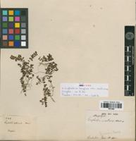 Syntype of Euphorbia serpens Kunth var. radicans Engelm. ex A.DC. [family EUPHORBIACEAE]
