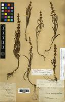 Type of Platostoma cambodgense (Doan) A.J.Paton [family LAMIACEAE]