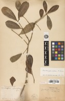 Syntype of Zanthoxylum cubense P.Wilson [family RUTACEAE]