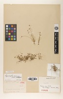 Holotype of Fuirena nana A.Rich. [family CYPERACEAE]
