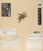 Holotype of Lipocarpha minima Cherm. [family CYPERACEAE]