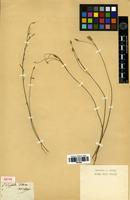 Isotype of Polygala setacea Michx. [family POLYGALACEAE]