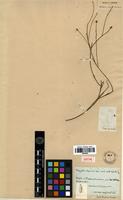 Isotype of Polygala equisetoides A.St.-Hil. [family POLYGALACEAE]