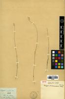 Isotype of Polygala pseudovariabilis Chodat [family POLYGALACEAE]