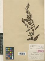 Type of Rumex nipponicus Franch. & Sav. [family POLYGONACEAE]