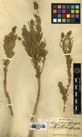 Type of Lavandula santolinifolia Spach [family LAMIACEAE]