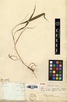 Type of Panicum poaeforme Poir. [family POACEAE]
