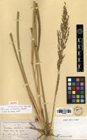 Isotype of Panicum aristellum Döll [family POACEAE]