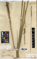 Isotype of Panicum longissimum (Mez) Henrard [family POACEAE]