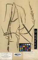 Type of Panicum longum Hitchc. & Chase [family POACEAE]