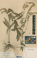 Type of Solidago hispidula Small [family ASTERACEAE]