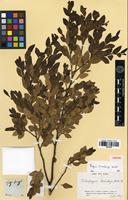 Isotype of Nothofagus dombeyi (Mirb.) Oerst. [family FAGACEAE]