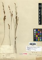 Type? of Sporadanthus tasmanicus (Hook.f.) B.G.Briggs & L.A.S.Johnson [family RESTIONACEAE]
