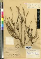 Holotype of Lagrezia linearifolia Cavaco [family AMARANTHACEAE]