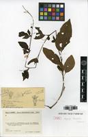 Type of Lagrezia humbertii Cavaco [family AMARANTHACEAE]