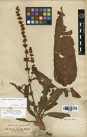 Syntype of Rumex steudelii Hochst. ex A. Rich. [family POLYGONACEAE]