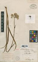 Isotype of Heritiera gmelinii Michx. [family HAEMODORACEAE]
