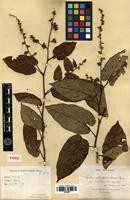 Type of Rubus ichangensis Hemsl. & Kuntze var. latifolius Cardot [family ROSACEAE]