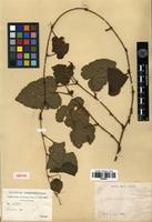 Isotype of Rubus polyodontus Hand.-Mazz. [family ROSACEAE]