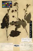 Holotype of Rubus refractus H. Lév. var. latifolius Cardot [family ROSACEAE]