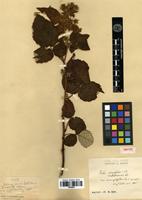 Isotype of Rubus sachalinensis H. Lév. var. macrophyllus Cardot [family ROSACEAE]