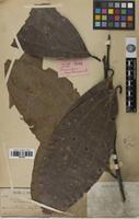 Holotype of Cinnamomum cambodianum Lecomte [family LAURACEAE]