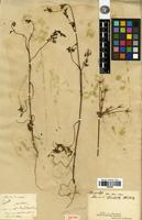 Isotype of Daucus montanus Humb. & Bonpl. ex Schult. [family APIACEAE]