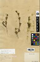 Syntype of Daucus subsessilis Boiss. [family APIACEAE]